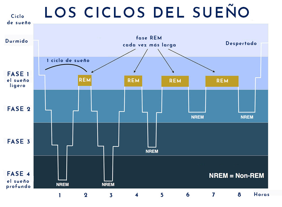 Ciclos del sueño